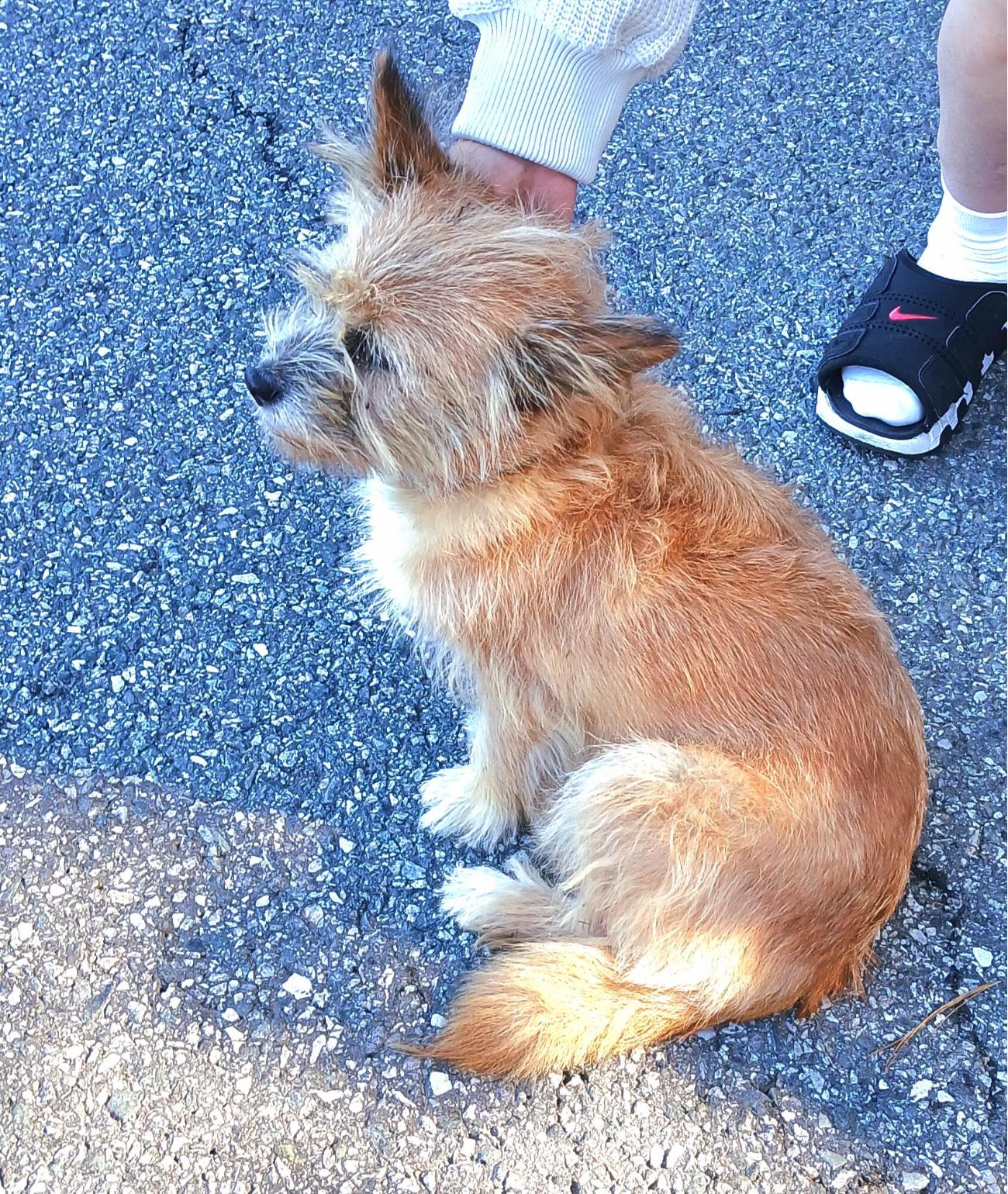 보호중 믹스견의 가…